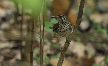 Spot-winged thrush [Geokichla spiloptera]