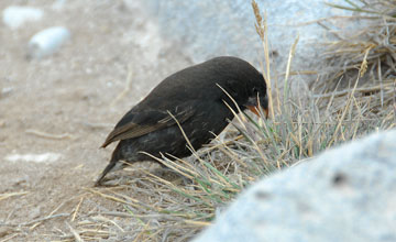 Española cactus finch [Geospiza conirostris]