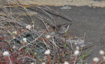 Sharp-beaked ground finch [Geospiza difficilis]