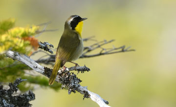 Common yellowthroat [Geothlypis trichas trichas]