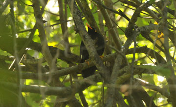 Southern hill myna [Gracula indica]