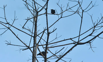 Sri lanka hill myna [Gracula ptilogenys]