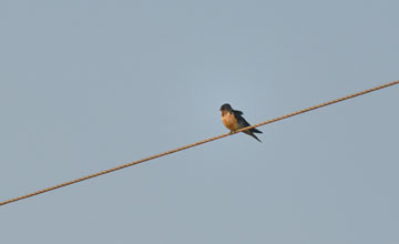 Rauchschwalbe [Hirundo rustica erythrogaster]