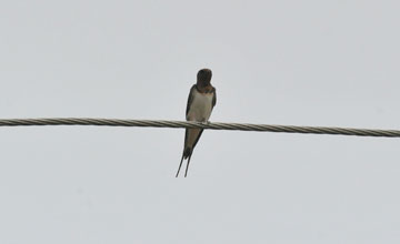 Rauchschwalbe [Hirundo rustica gutturalis]