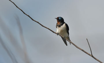 Rauchschwalbe [Hirundo rustica rustica]