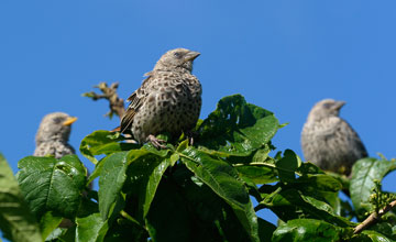 Rufous-tailed weaver [Histurgops ruficaudus]