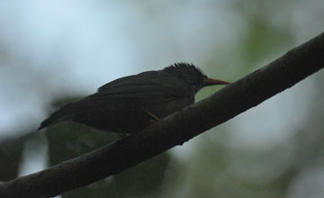 Square-tailed bulbul [Hypsipetes ganeesa humii]