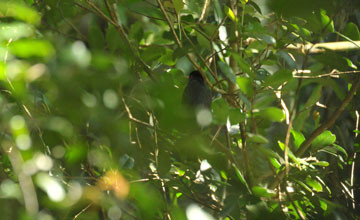 Madagaskar-Fluchtvogel [Hypsipetes madagascariensis madagascariensis]
