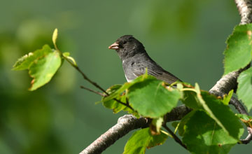 Dark-eyed junco [Junco hyemalis hyemalis]