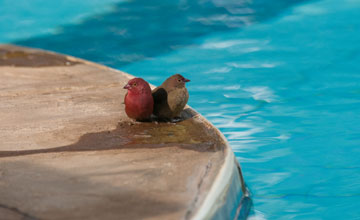 Red-billed firefinch [Lagonosticta senegala]