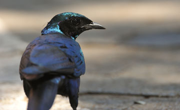 Riesenglanzstar [Lamprotornis australis]