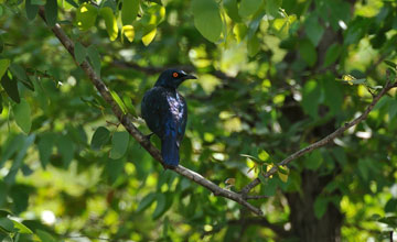 Greater blue-eared starling [Lamprotornis chalybaeus nordmanni]