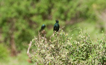 Greater blue-eared starling [Lamprotornis chalybaeus sycobius]