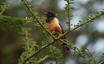 Hildebrandt's starling [Lamprotornis hildebrandti]