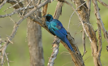 Meves's starling [Lamprotornis mevesii]