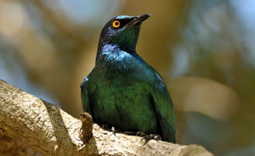 Cape starling [Lamprotornis nitens]