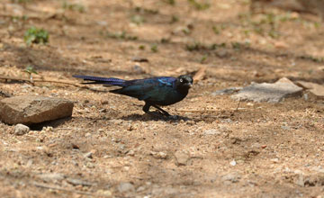 Schweifglanzstar [Lamprotornis purpuroptera]