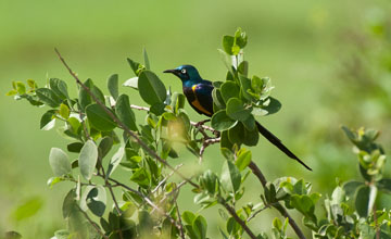 Königsglanzstar [Lamprotornis regius]