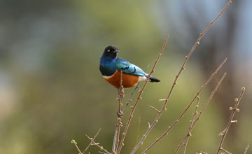 Superb starling [Lamprotornis superbus]