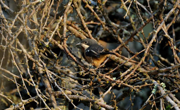 Flötenwürger [Laniarius ferrugineus transvaalensis]