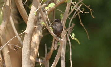 Slate-colored boubou [Laniarius funebris]