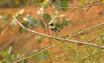 White-tailed shrike [Lanioturdus torquatus]