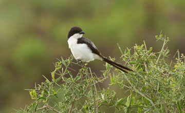 Long-tailed fiscal [Lanius cabanisi]