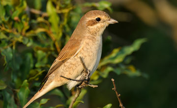 Red-backed shrike [Lanius collurio]