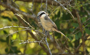 Braunwürger [Lanius cristatus lucionensis]