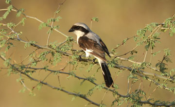 Grey-backed fiscal [Lanius excubitoroides]