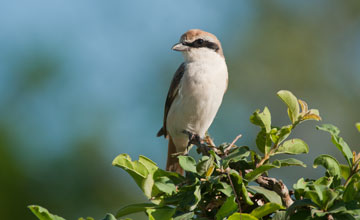 Isabelline shrike [Lanius isabellinus]