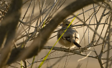 Iberienraubwürger [Lanius meridionalis meridionalis]