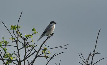 Lesser grey shrike [Lanius minor]