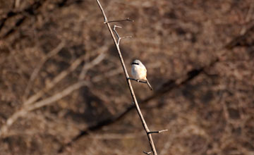 Schachwürger [Lanius schach caniceps]