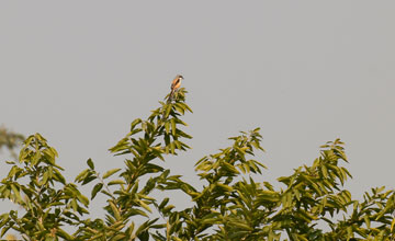 Long-tailed shrike [Lanius schach erythronotus]