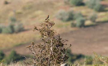 Woodchat shrike [Lanius senator]