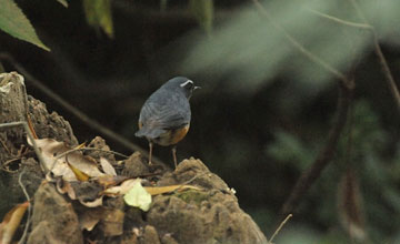 Orangenachtigall [Larvivora brunnea brunnea]