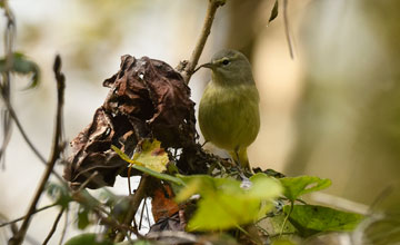 Orange-crowned warbler [Leiothlypis celata celata]