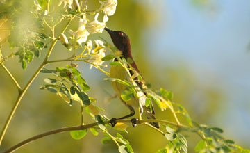 Ceylonnektarvogel [Leptocoma zeylonica zeylonica]