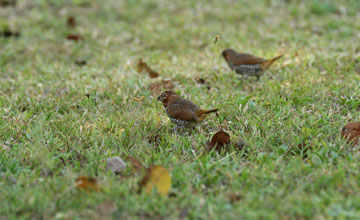 Muskatamadine [Lonchura punctulata punctulata]