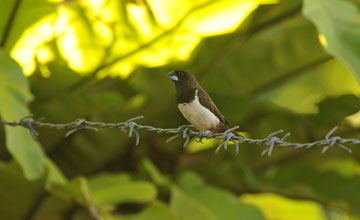 White-rumped munia [Lonchura striata striata]