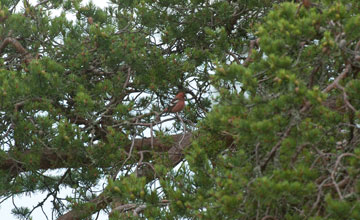 Two-barred crossbill [Loxia leucoptera bifasciata]