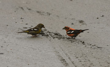 Two-barred crossbill [Loxia leucoptera leucoptera]