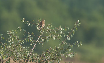 Woodlark [Lullula arborea arborea]