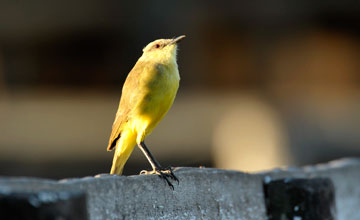 Cattle tyrant [Machetornis rixosa]