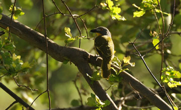 Grey-headed bushshrike [Malaconotus blanchoti hypopyrrhus]