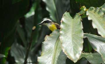 Boat-billed flycatcher [Megarynchus pitangua]