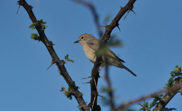 Fahlschnäpper [Melaenornis pallidus divisus]