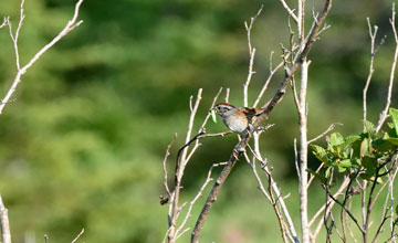 Sumpfammer [Melospiza georgiana ericrypta]