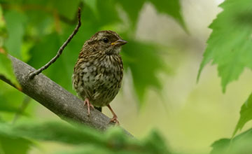 Lincoln's sparrow [Melospiza lincolnii lincolnii]